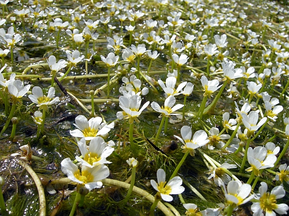 Ranunculus trichophyllus / Ranuncolo a foglie capillari